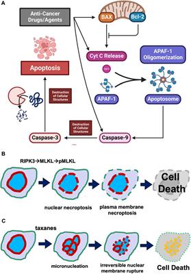 Cell death in cancer chemotherapy using taxanes
